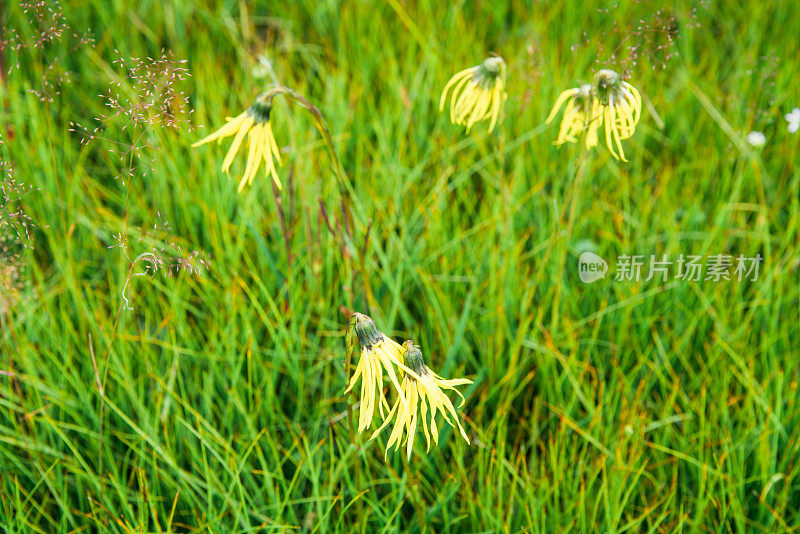 Cremanthodium Benth(垂头菊) growing in plain